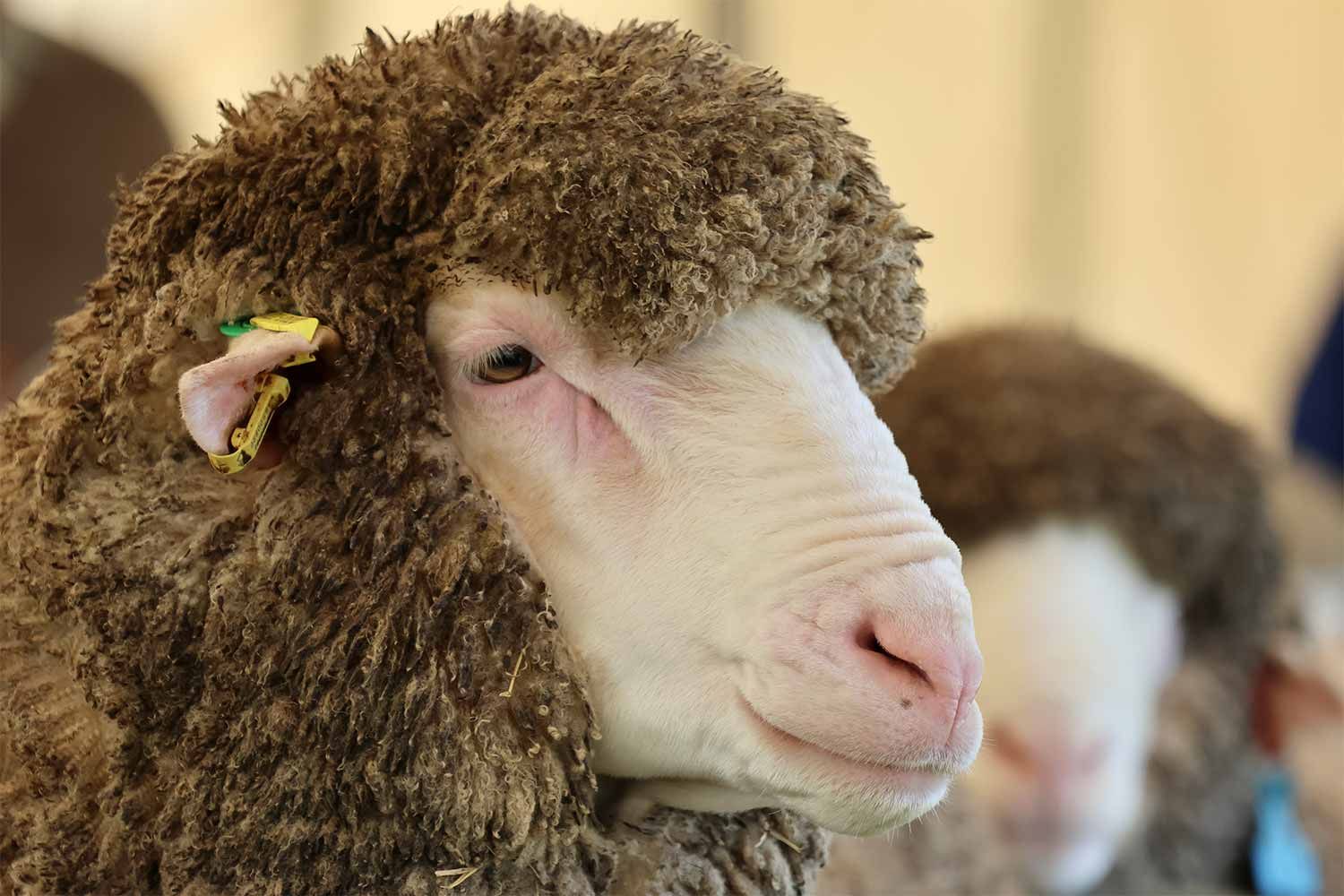 2022 Ram Sale