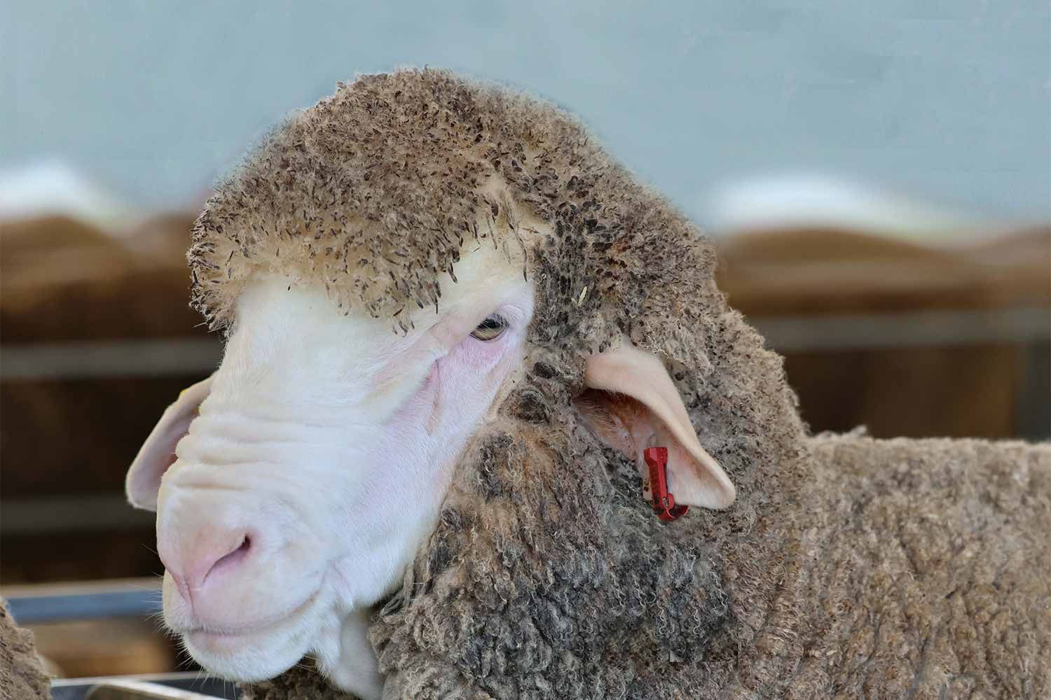 2022 Ram Sale