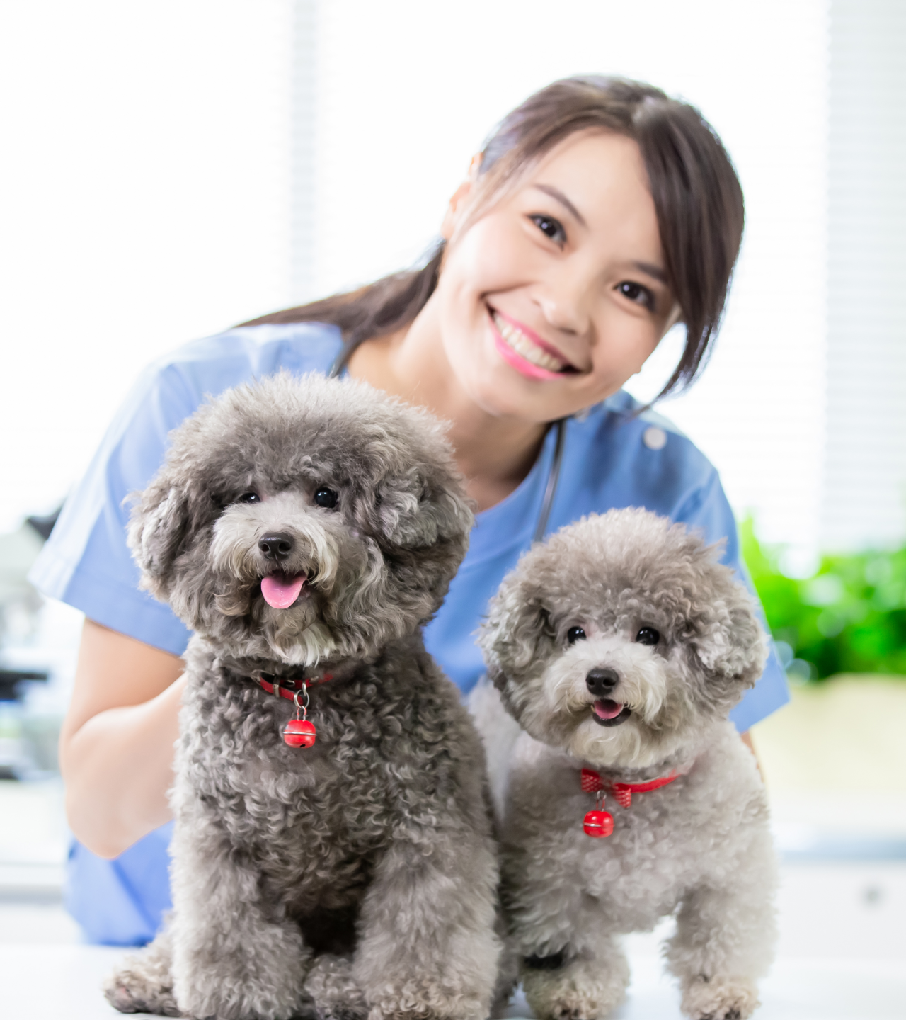 A smiling veterinary professional in blue scrubs poses with two fluffy gray poodles in a bright clinic setting.