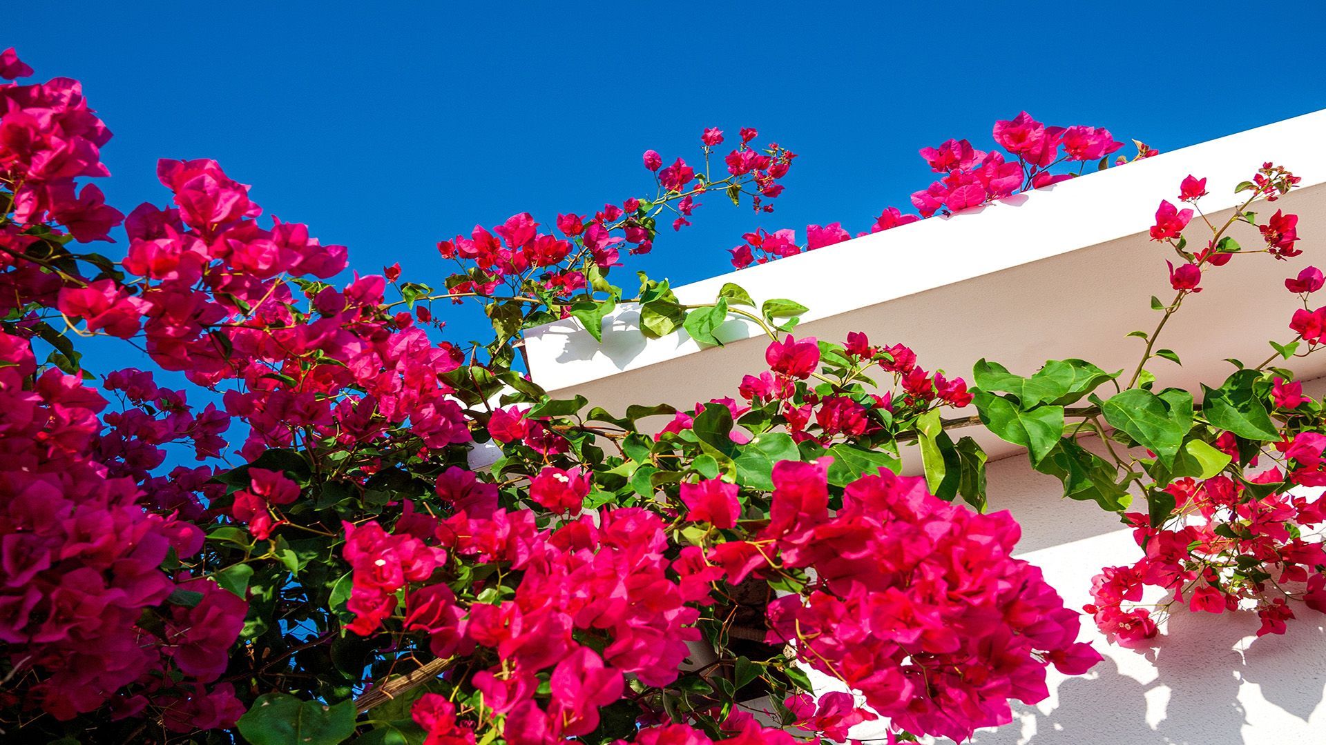 Purple Bougainvillea on building
