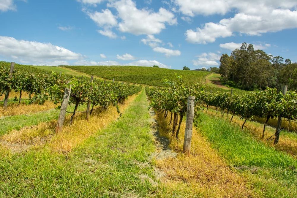 Wine Valley In The  Central Highlands — Tyre Service in Springsure, QLD