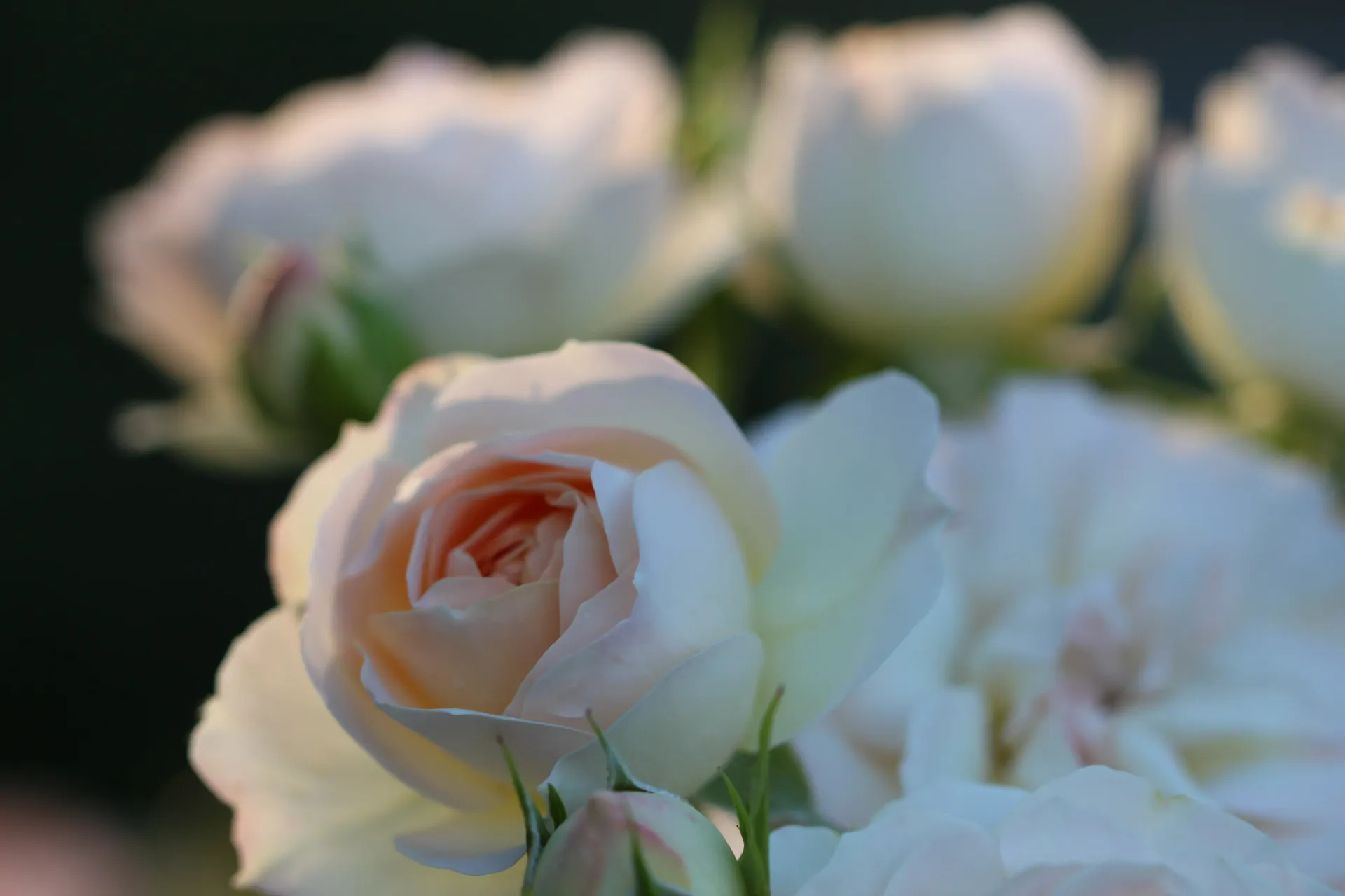 Send Flowers