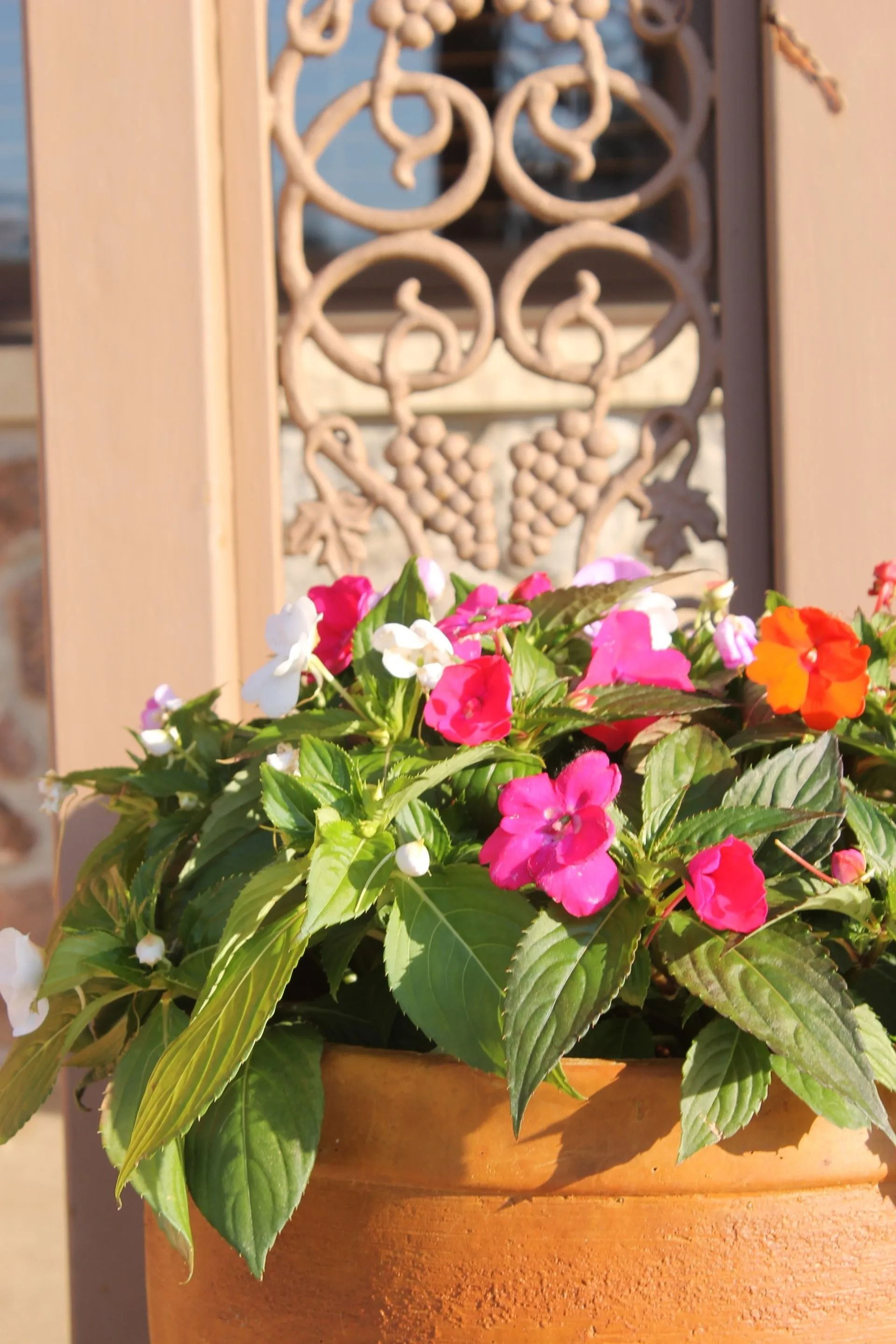 Colorful flowers in a terracotta pot with ornate ironwork in the background.