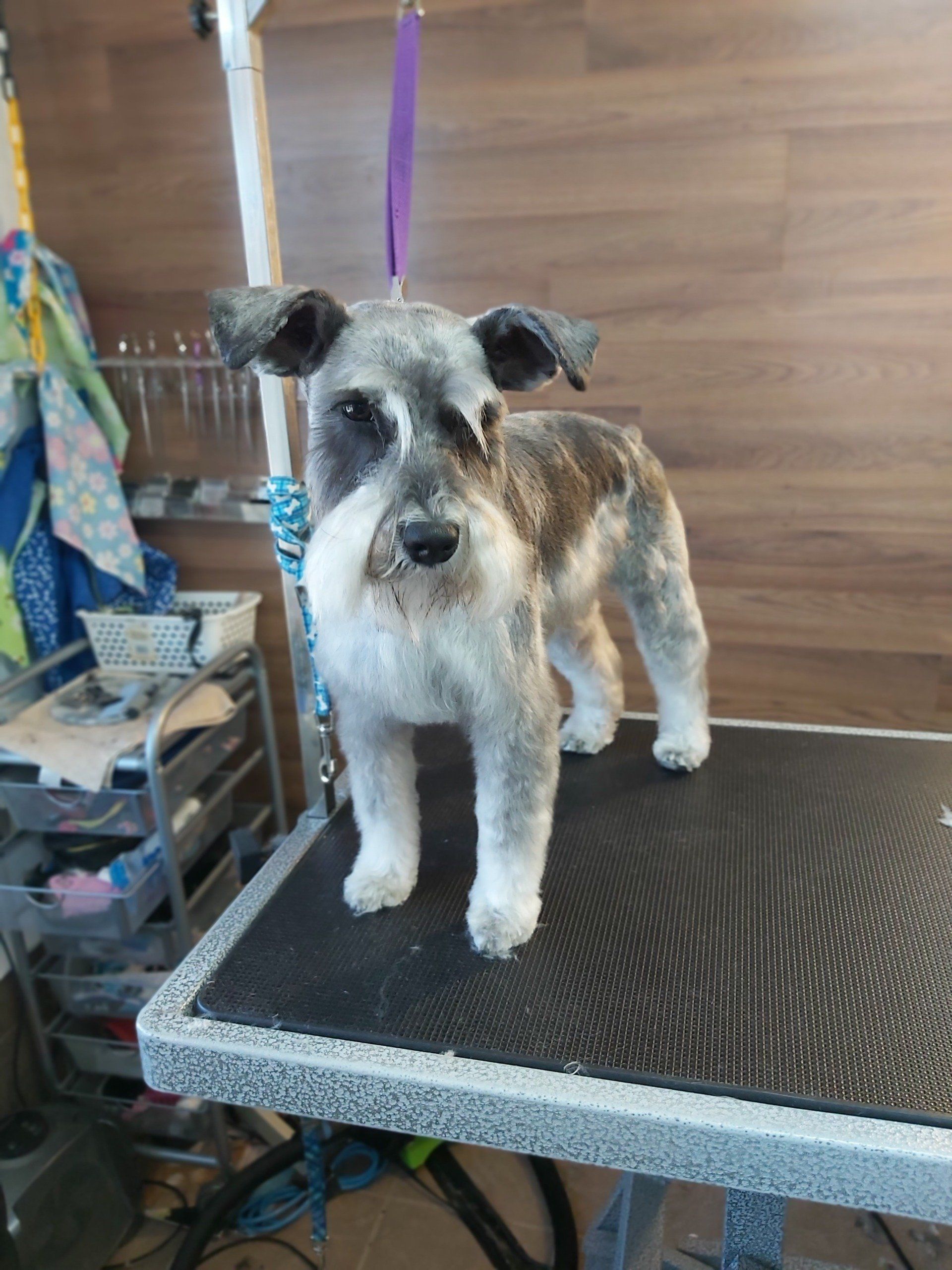 Dog groomer