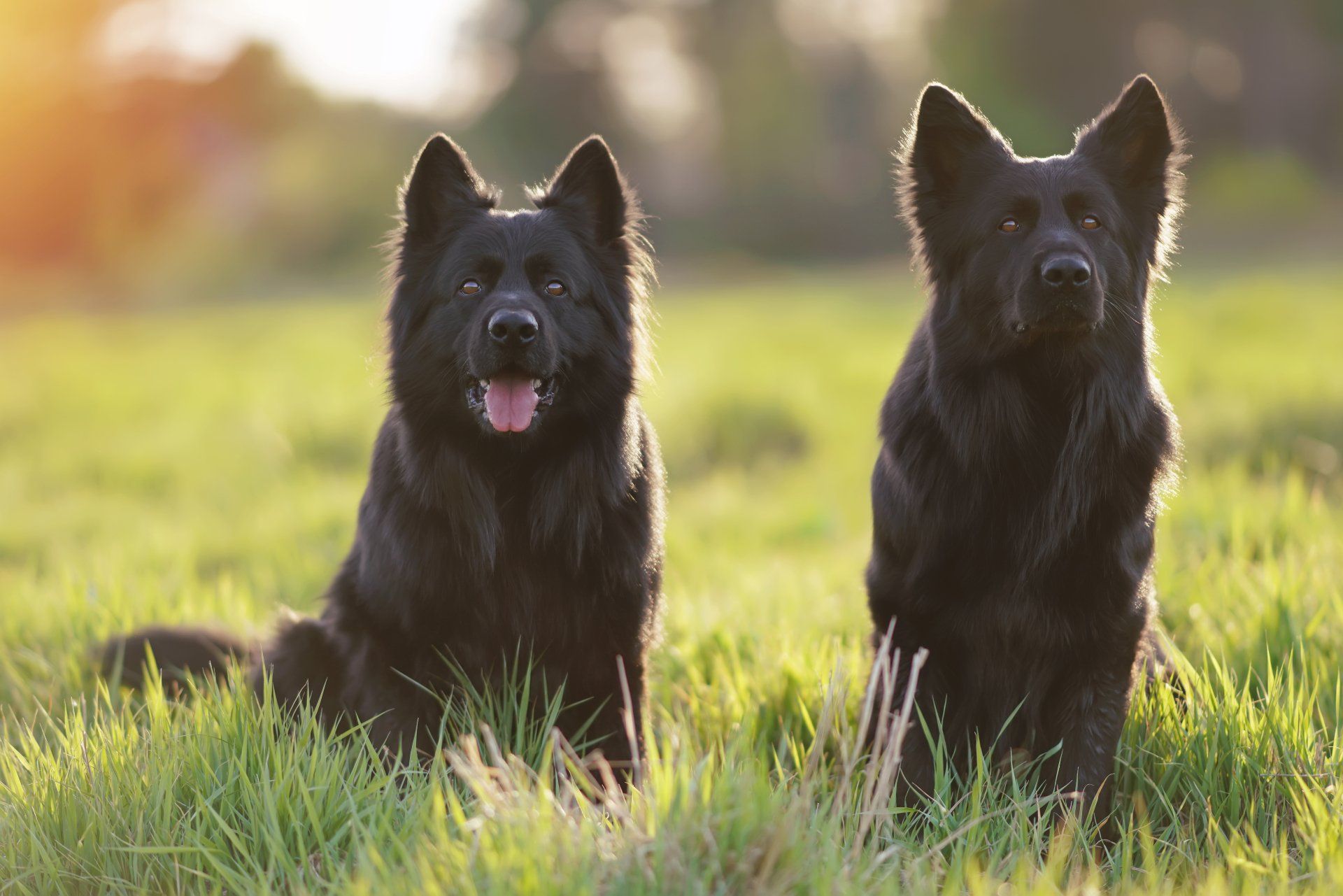 Groomer dog Oshawa | Groomer supplies courtice