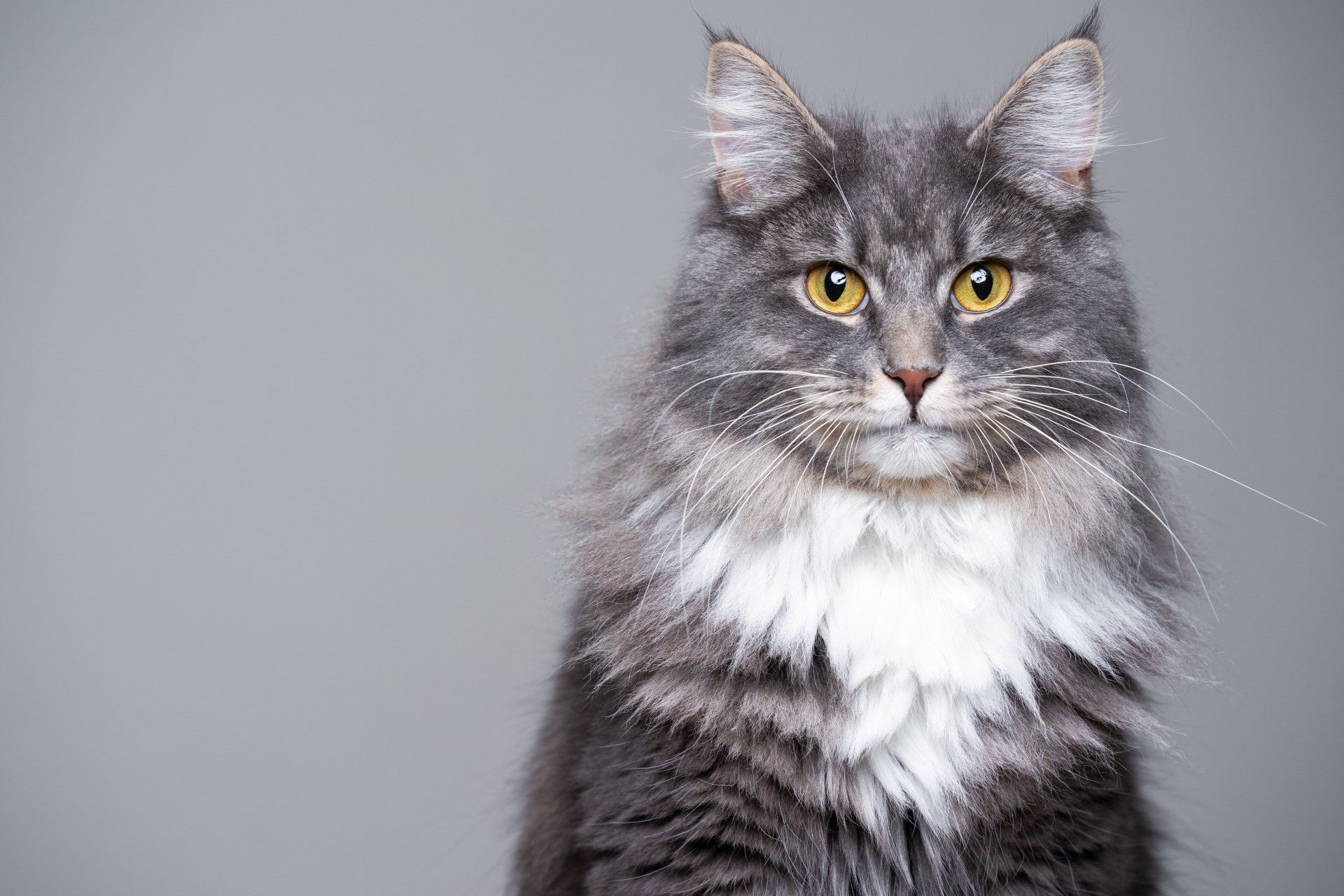 Pet groomer clarington | Groomer dog clarington