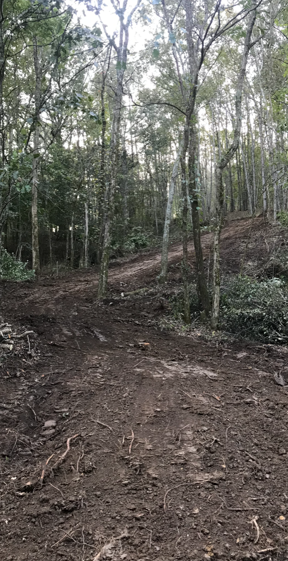 A dirt road in the middle of a forest surrounded by trees.