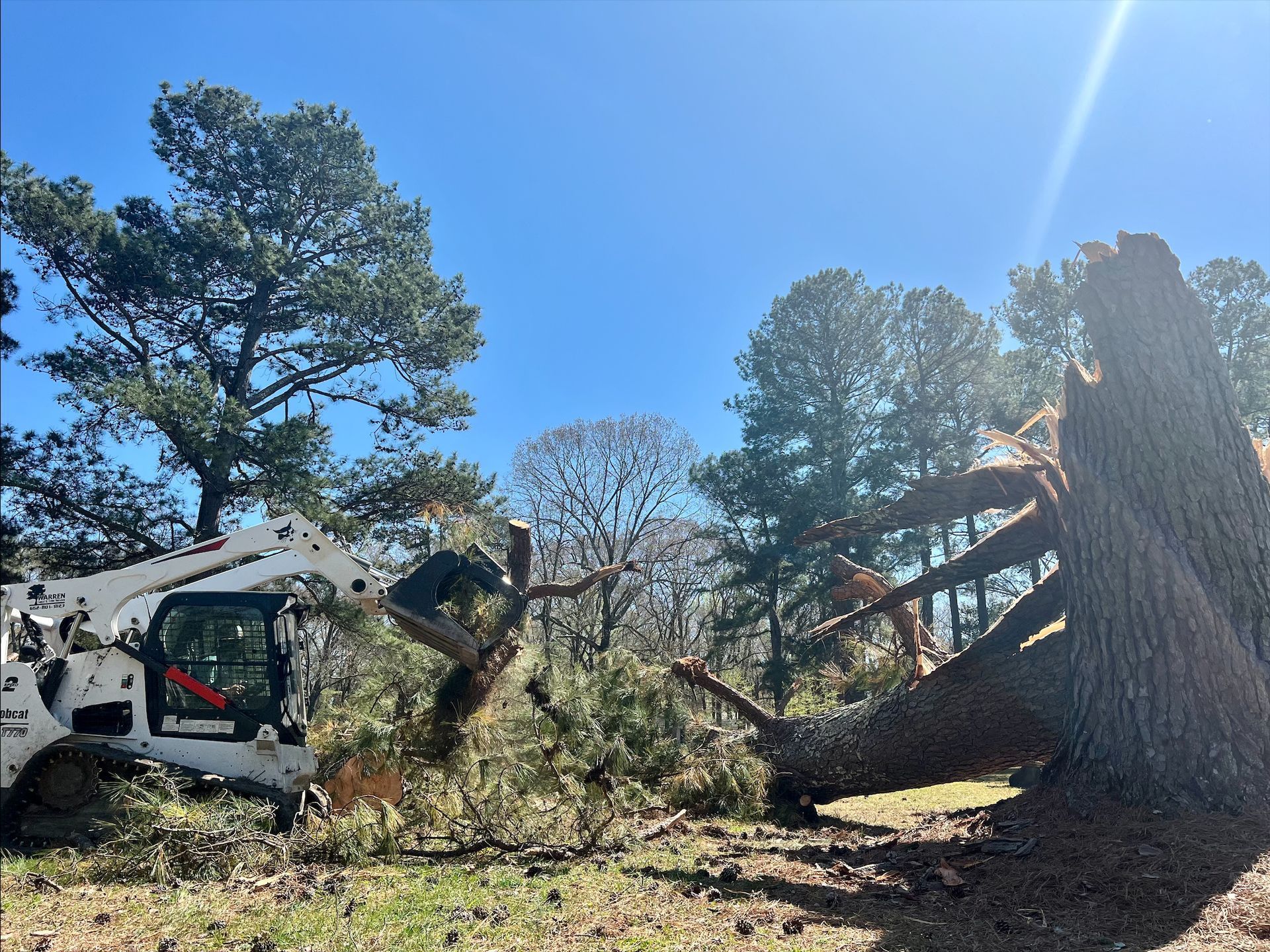 Bobcat removing fallen tree branches on a sunny day.