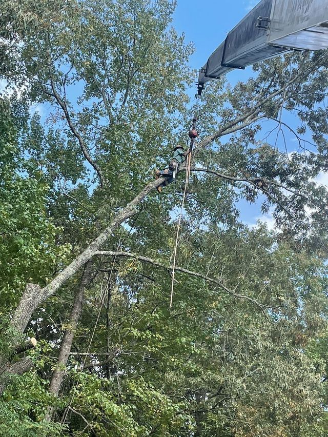 A tree being trimmed by a person in a cherry picker, blue sky above.