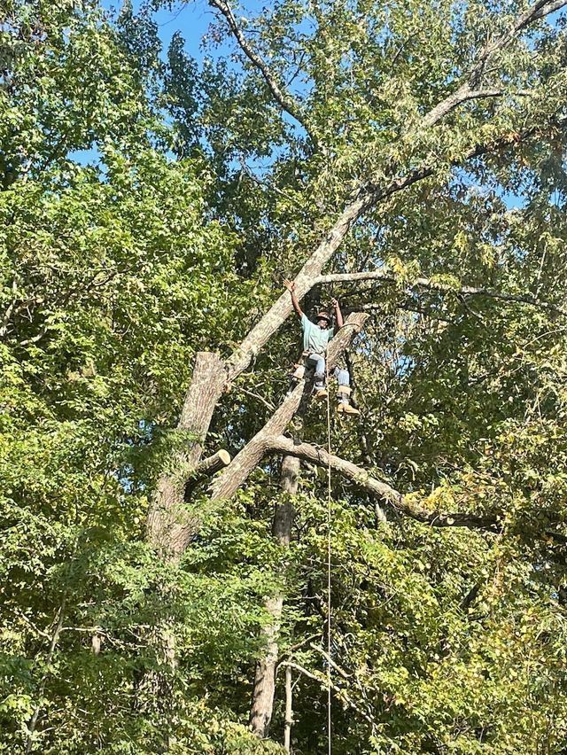 Person trimming a large tree, using ropes and climbing equipment. Sunny day.