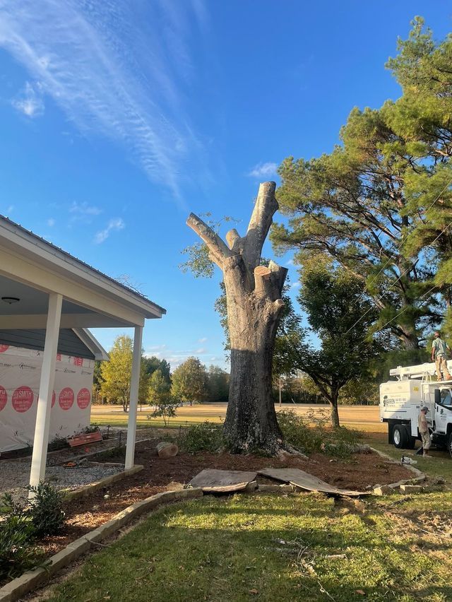 A tree stump near a house, partially cut. Blue sky. A truck is in the right background.