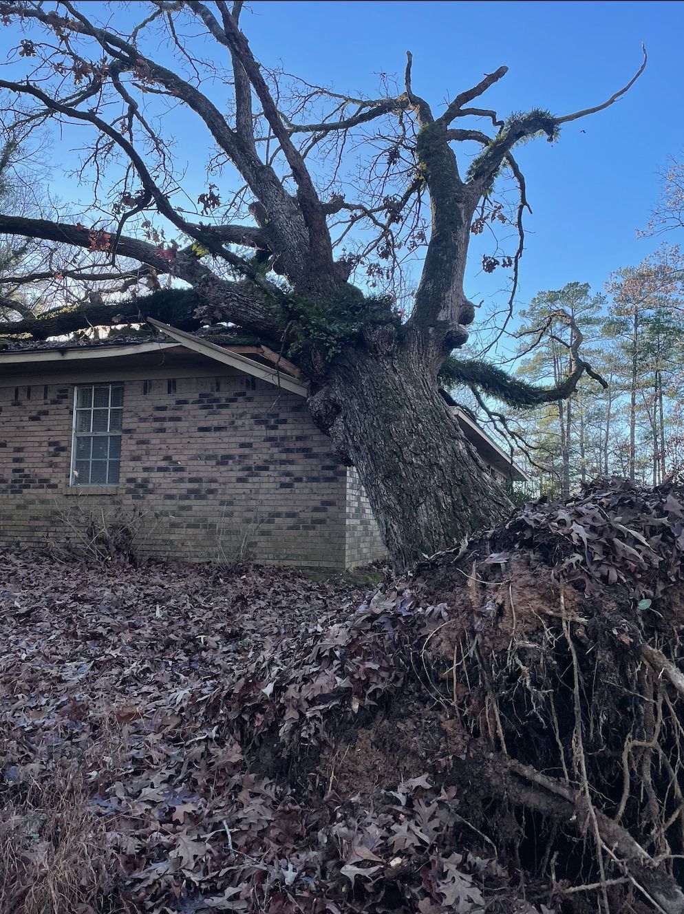 A large tree has fallen onto the roof of a brick house. Overturned roots and branches cover the ground.