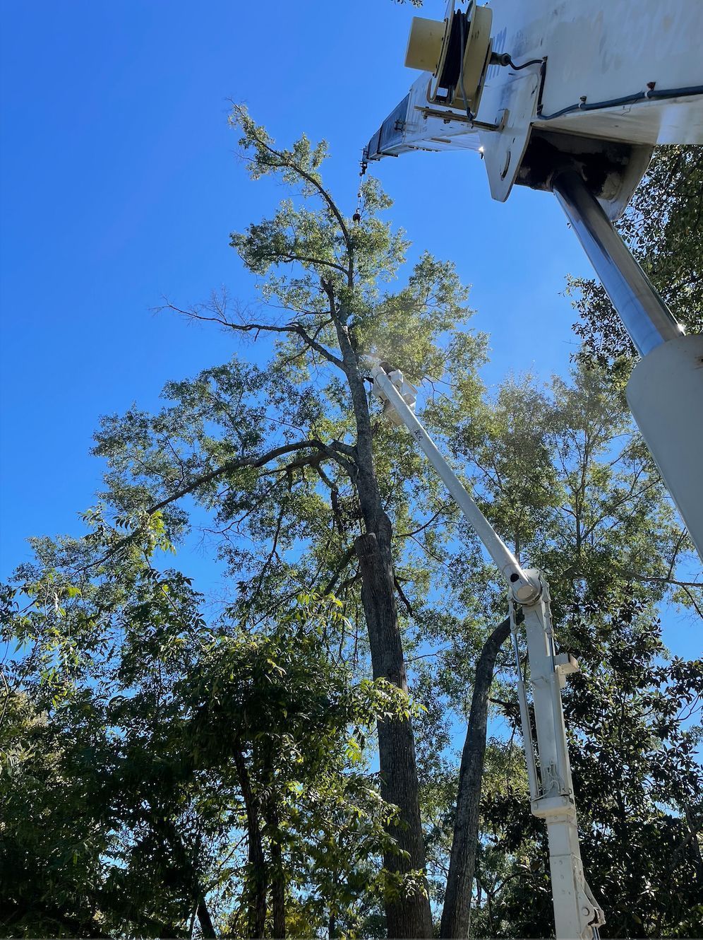 Tree being trimmed by a lift, against a blue sky.