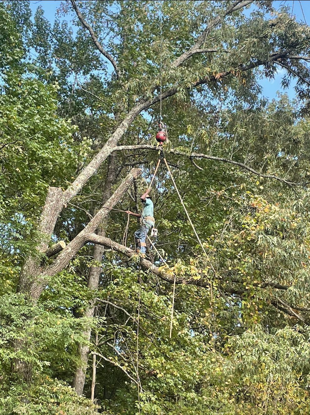 Person in tree, rigging ropes. Pulley system setup to lower cut branches, surrounded by green foliage.