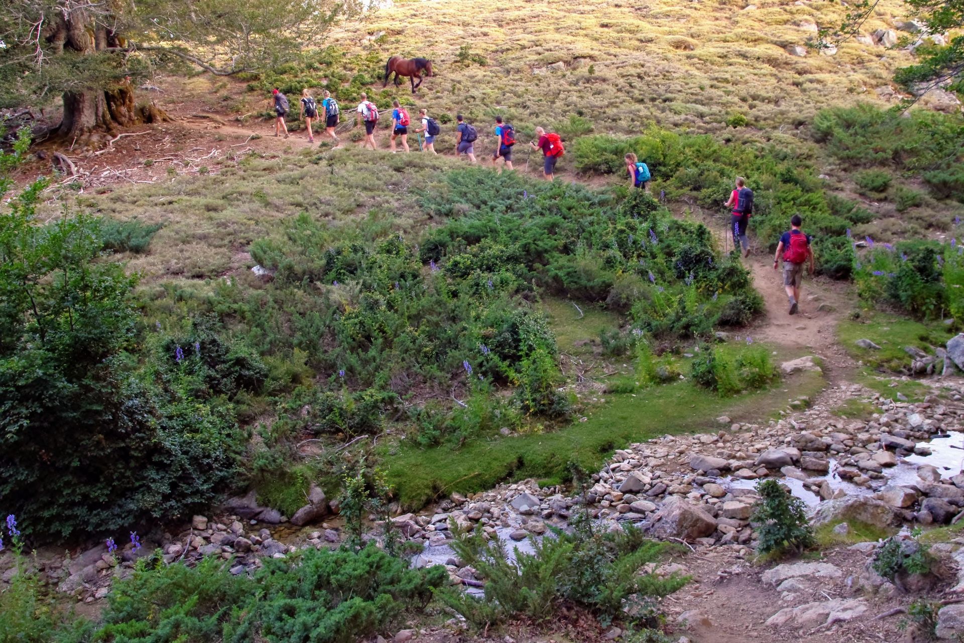 Hikers walking along a rocky trail through green hills and brush