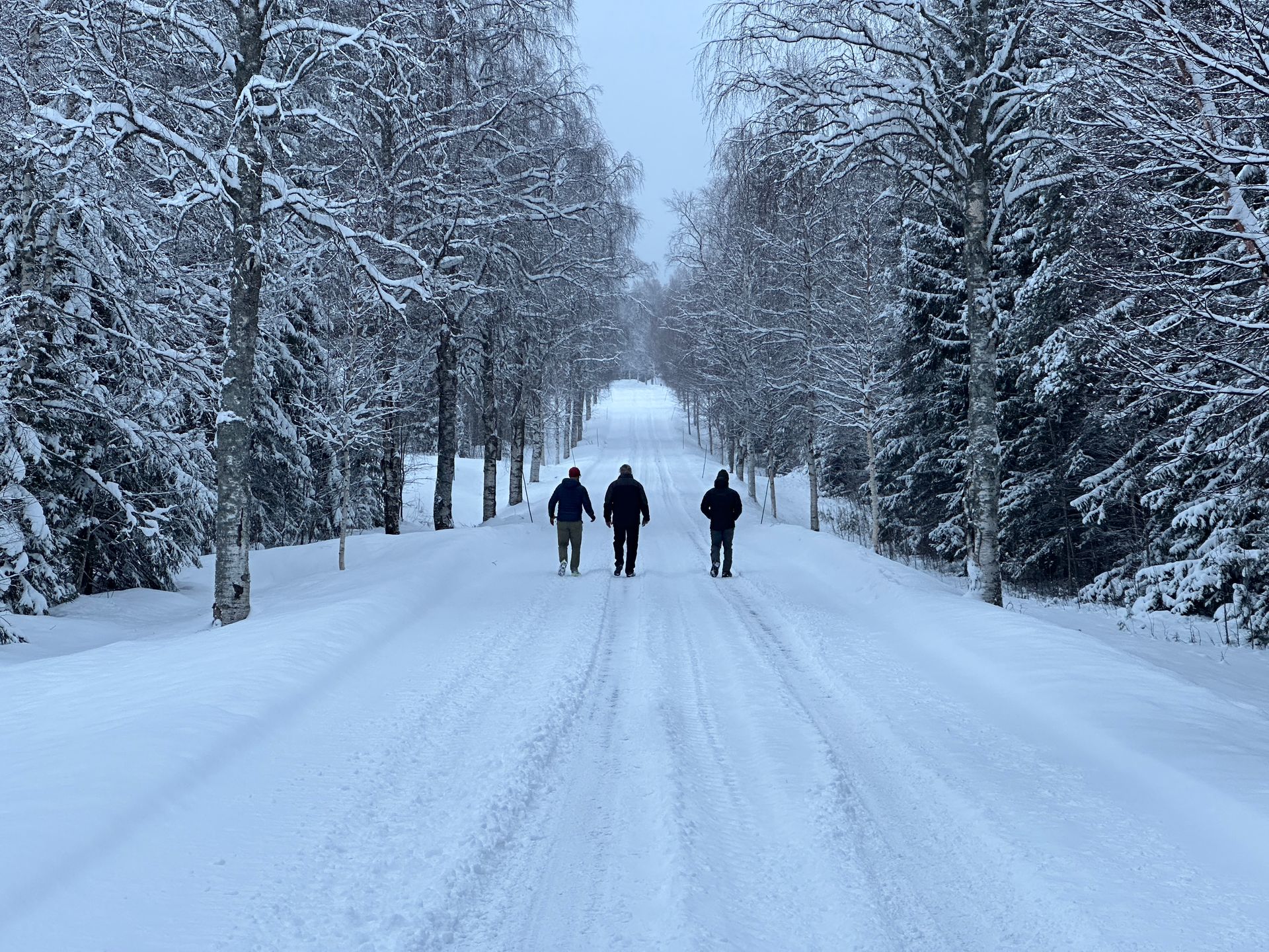 Three people walking on a snowy tree-lined road in winter