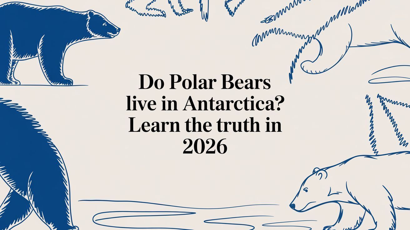 Poster with blue polar bear illustrations and text: “Do Polar Bears live in Antarctica? Learn the truth in 2026.”