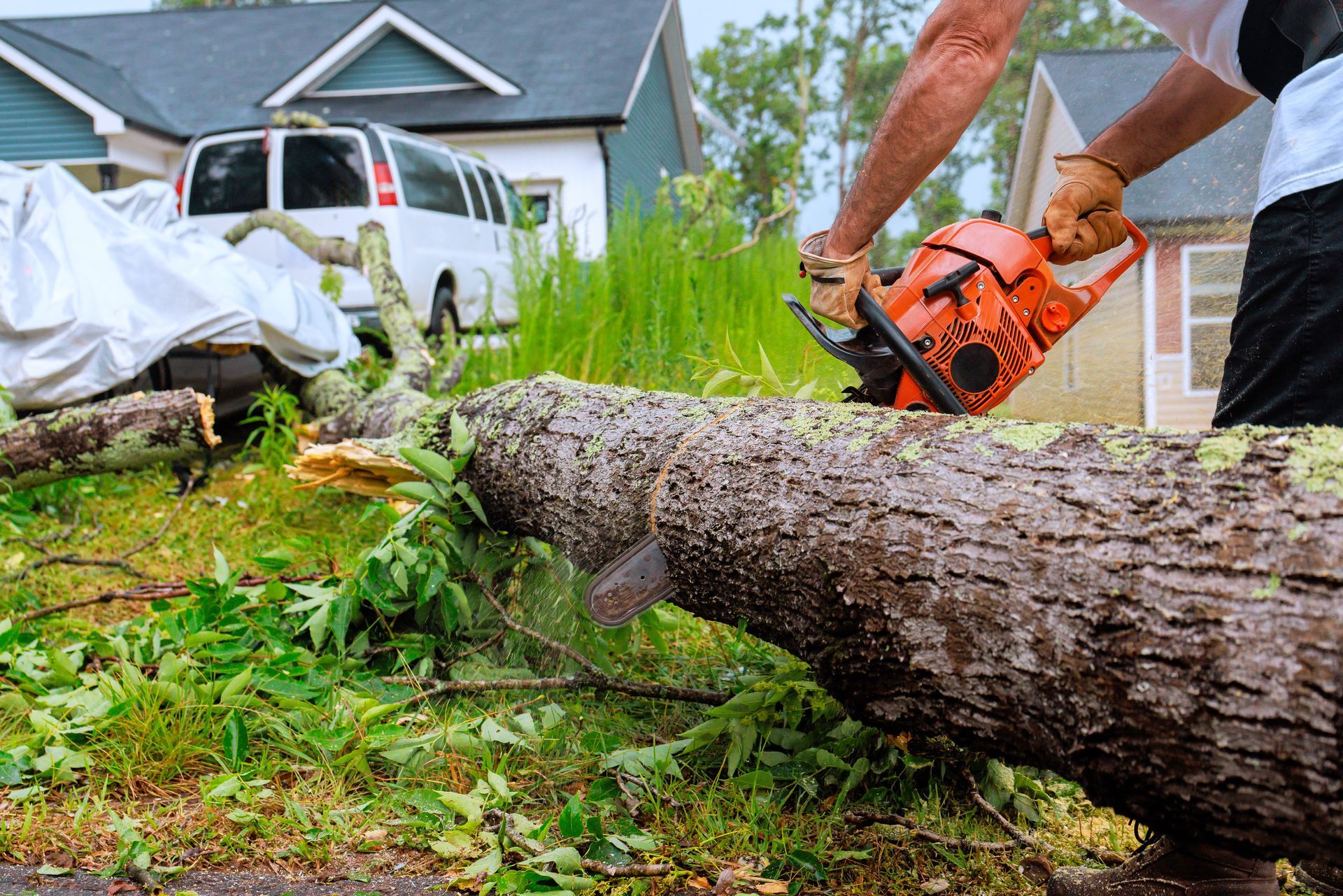 Person using a chainsaw to cut a fallen tree on a residential street. Person using a chainsaw to cut a fallen tree on a residential street.