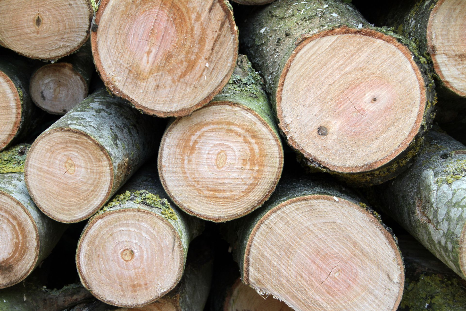 Pile of freshly cut logs, showing tree rings and bark. Pile of freshly cut logs, showing tree rings and bark.