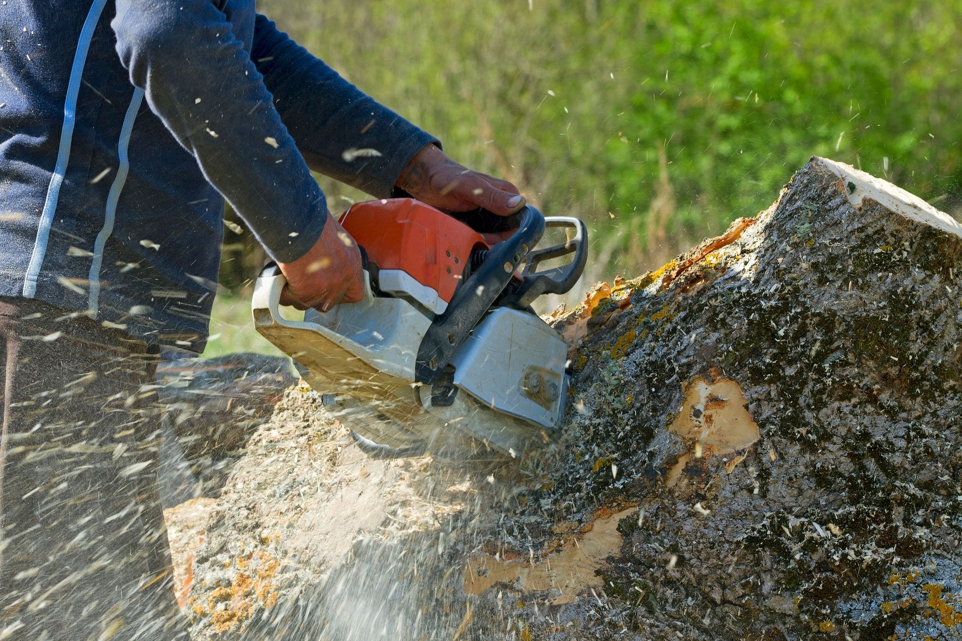 Person using a chainsaw to cut a log, wood shavings flying, outdoors. Person using a chainsaw to cut a log, wood shavings flying, outdoors.