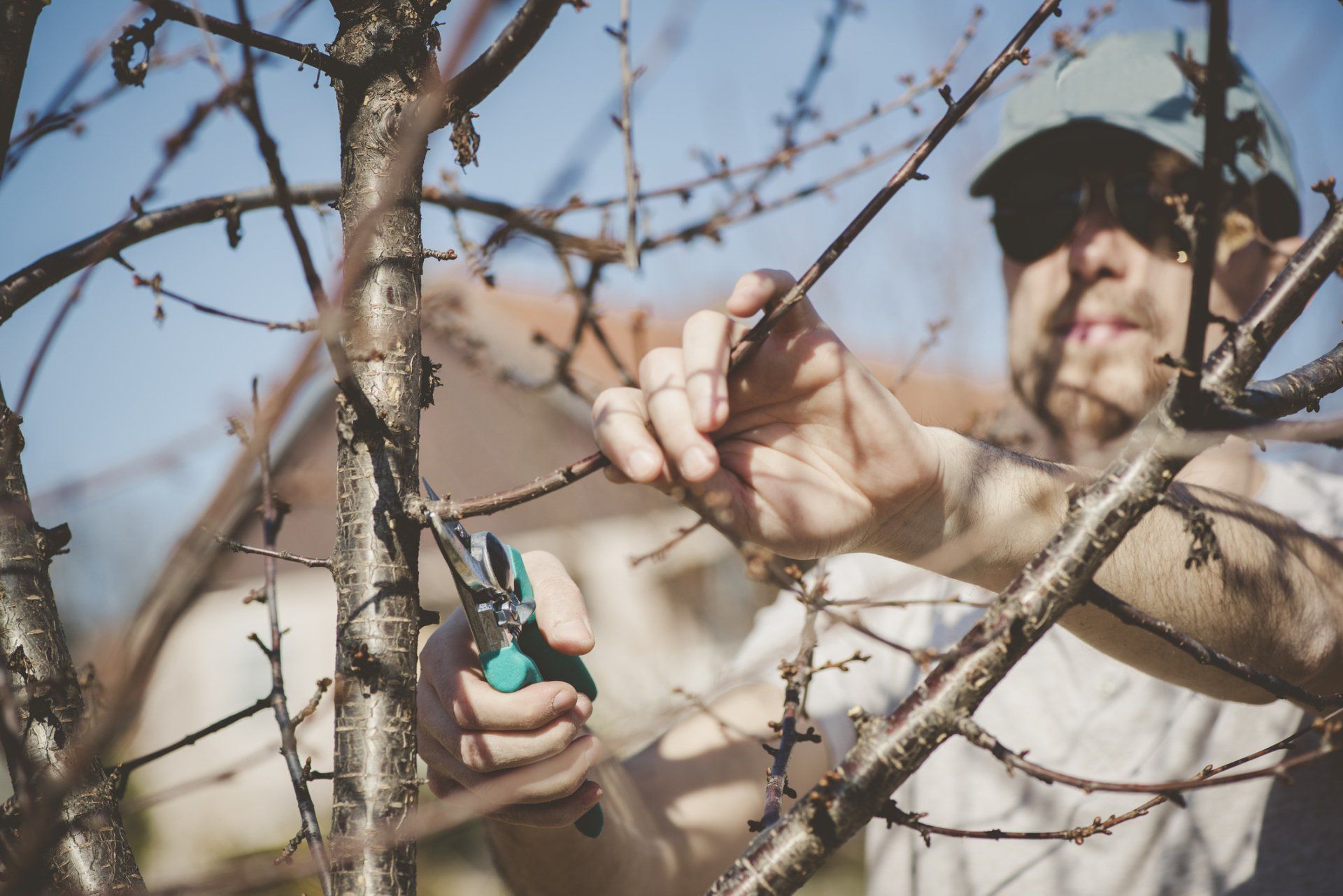 Pruning Tree — Tavares, FL — Clearcut Tree Service, Inc