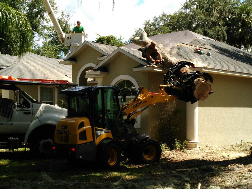 Pruning Tree — Tavares, FL — Clearcut Tree Service, Inc