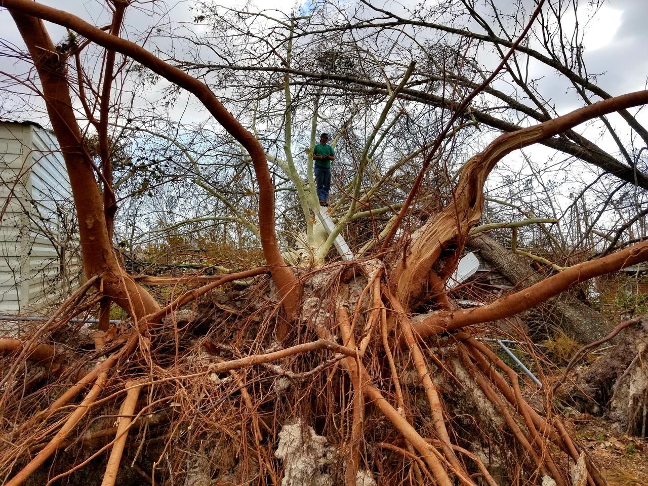 Removing Large Trees — Tavares, FL — Clearcut Tree Service, Inc