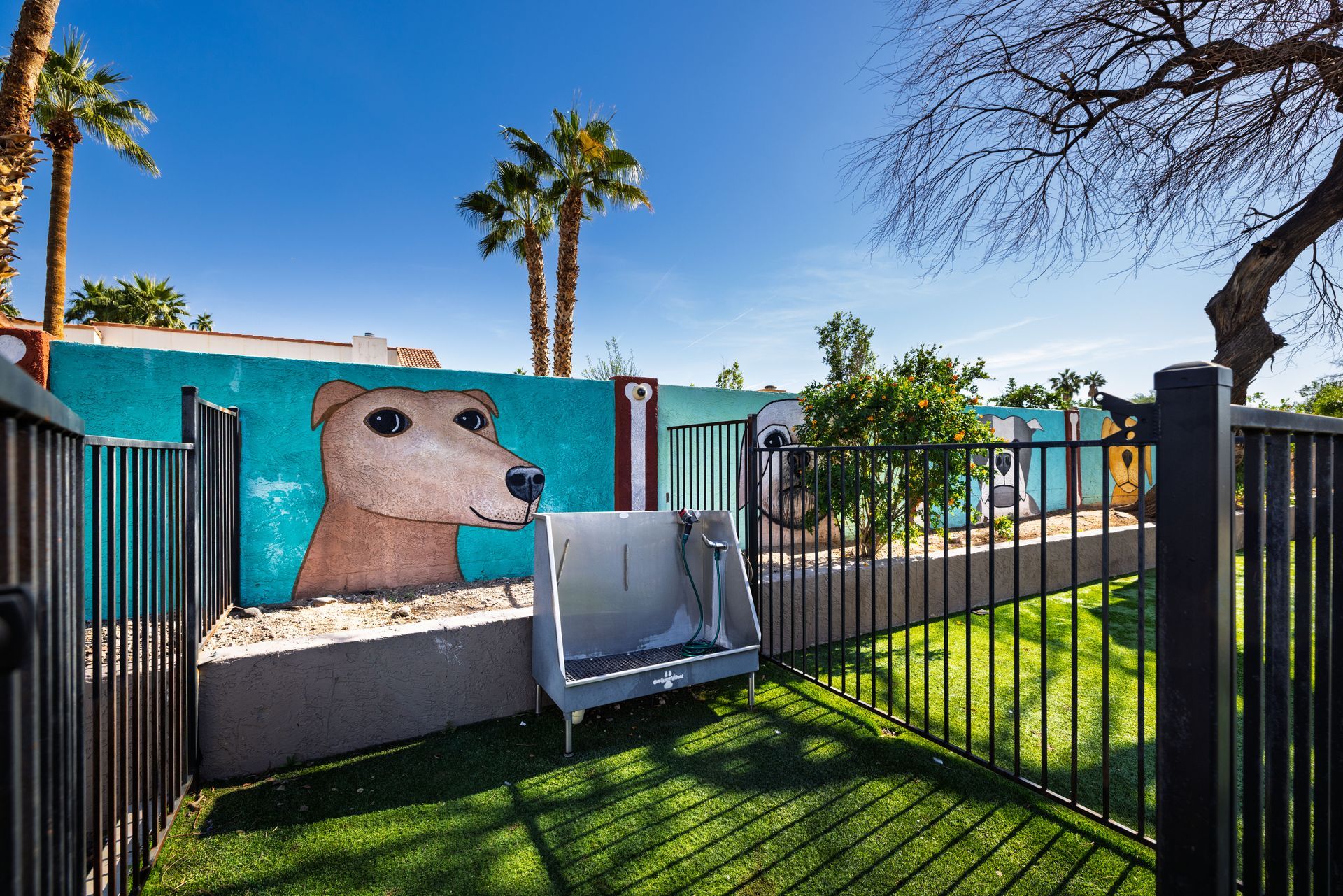 Dog park with mural of a dog's head on a turquoise wall, black fence, and artificial turf. Discover bright 2 bedroom apartments in Tempe AZ at Talavera Apartments.
