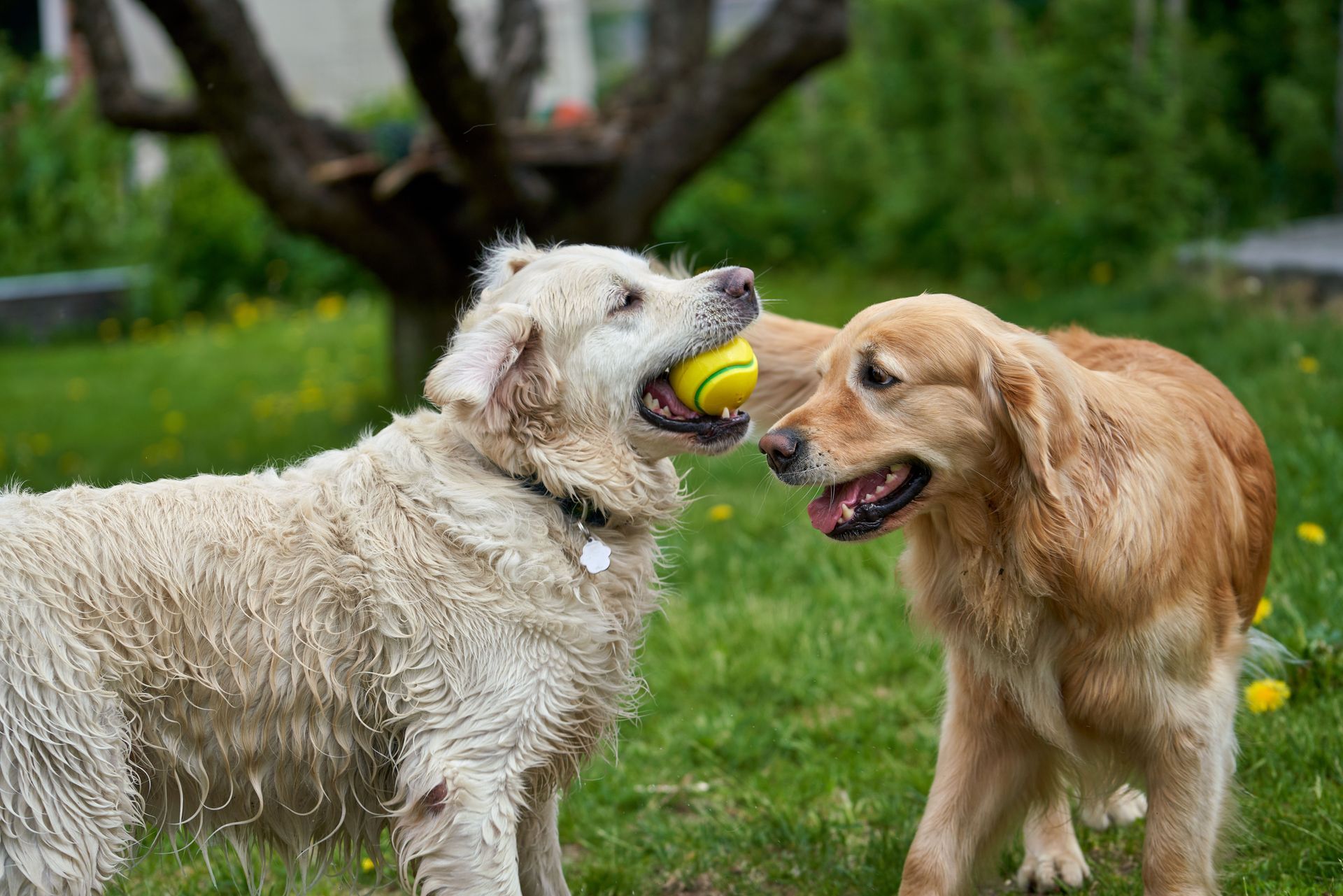 Two dogs in a grassy park, one holding a tennis ball while facing the other.