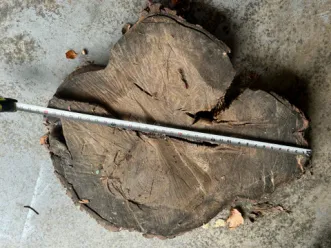 Cut tree stump with a metal rod laid across it on a concrete floor.