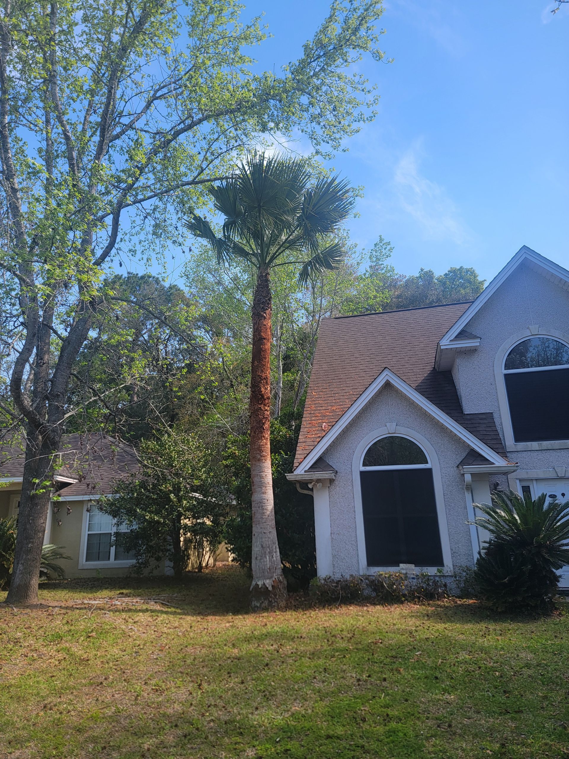 A tall palm tree stands in the front yard of a two-story home with a white stone facade and a brown shingled roof.