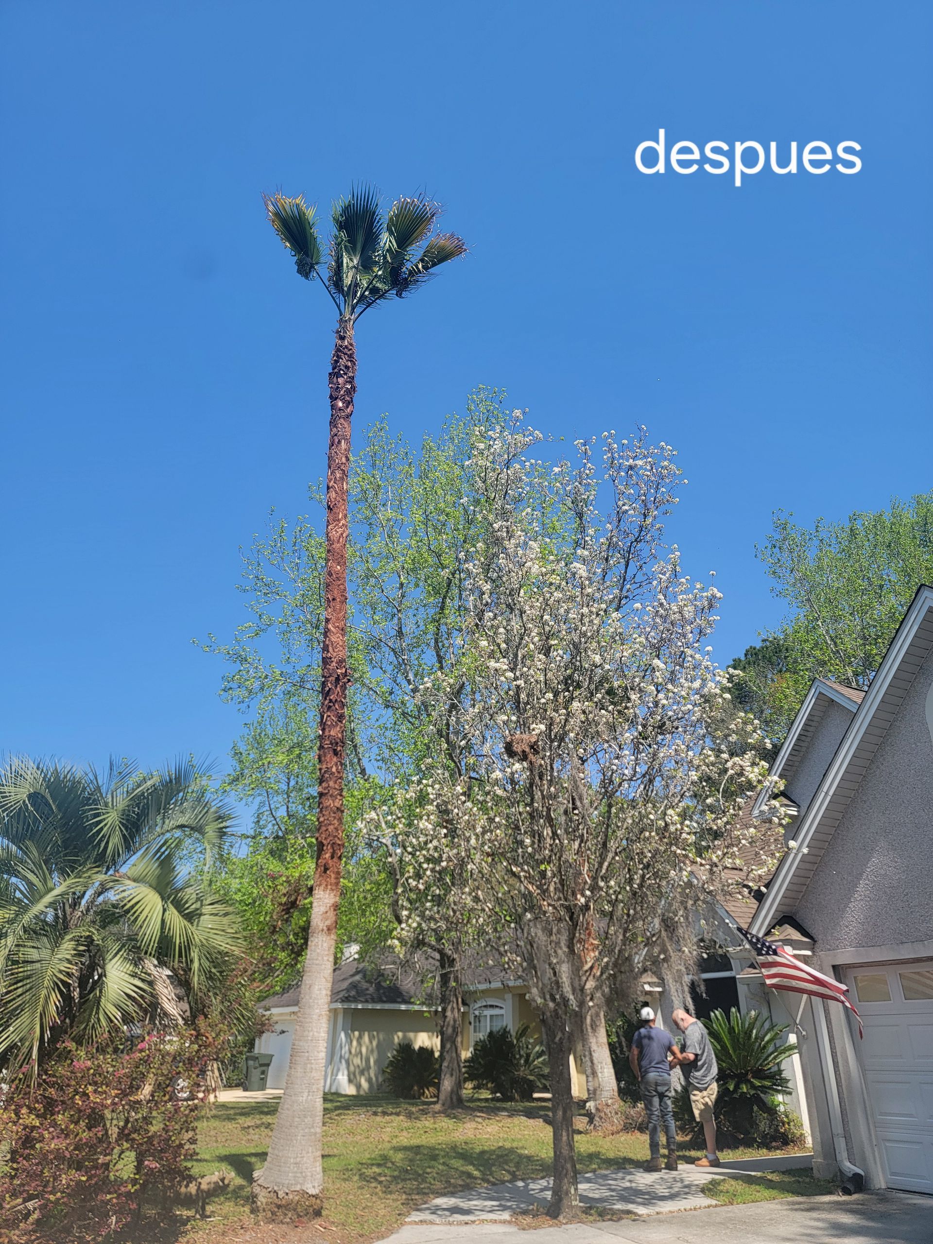 A tall, pruned palm tree stands beside a flowering tree in a residential yard, with the word 