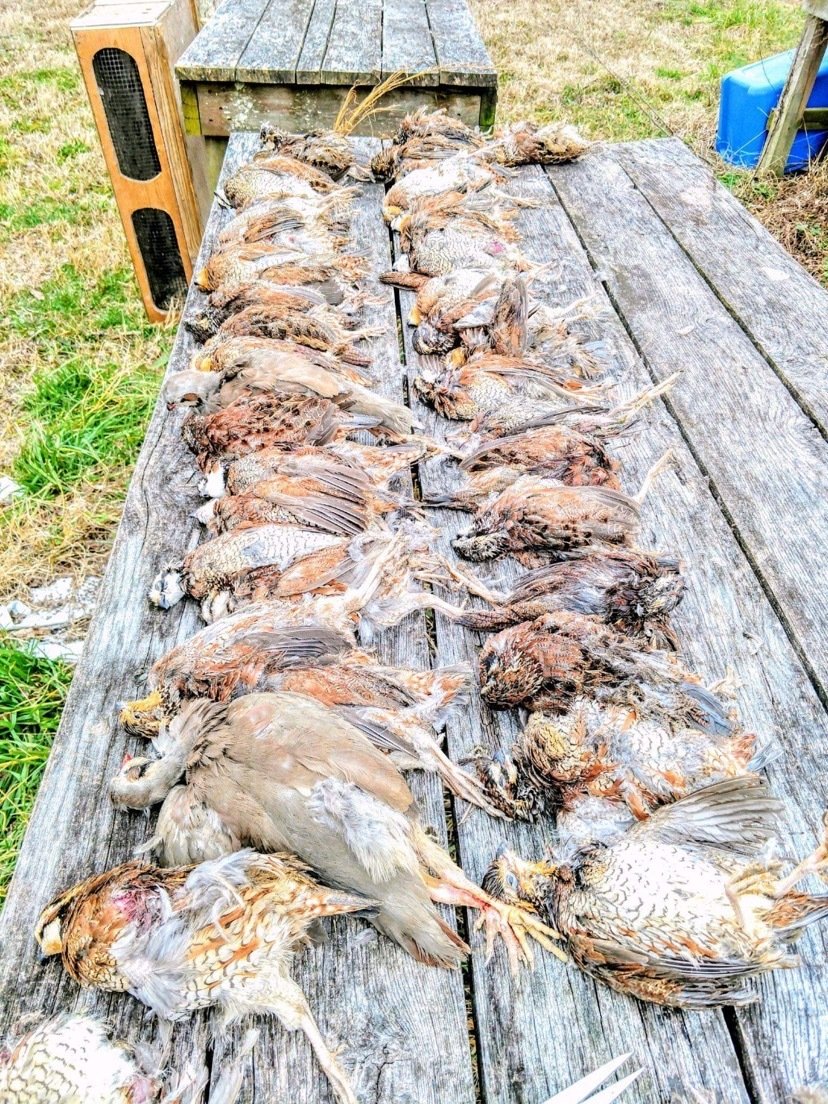 Tall Cotton Quail Hunting Preserve | North Carolina Quail Hunting