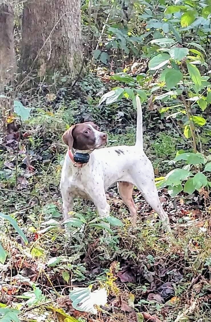 Gallery | North Carolina's Tall Cotton Quail Hunting Preserve