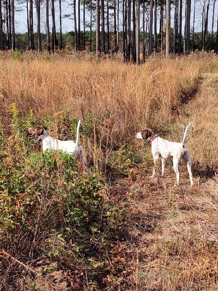 Gallery | North Carolina's Tall Cotton Quail Hunting Preserve