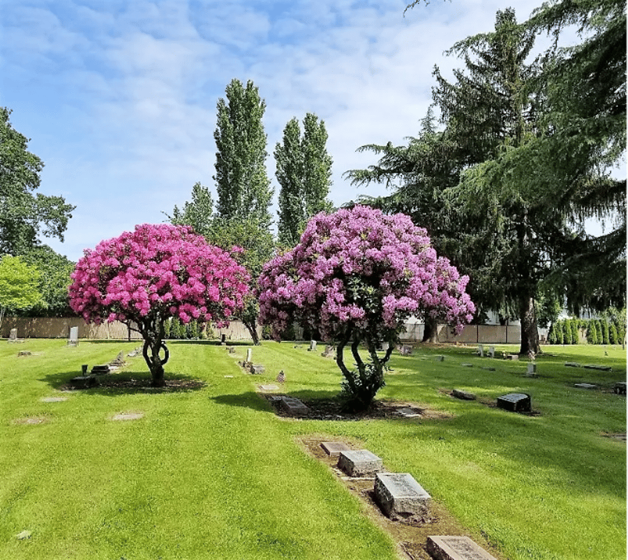 A cemetery with purple trees and graves