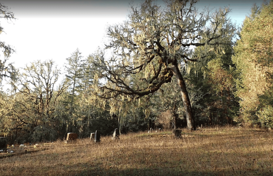 A cemetery with a tree in the middle of it