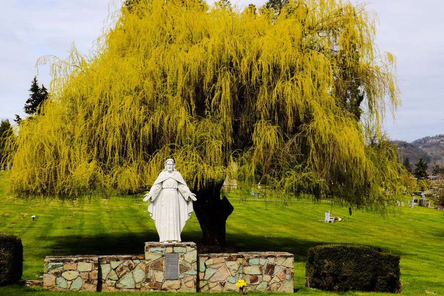 A statue of jesus is standing under a willow tree in a cemetery.