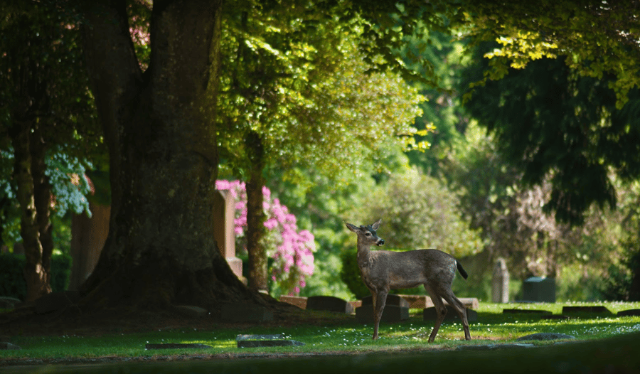 A deer is standing in the shade of a tree in a cemetery.