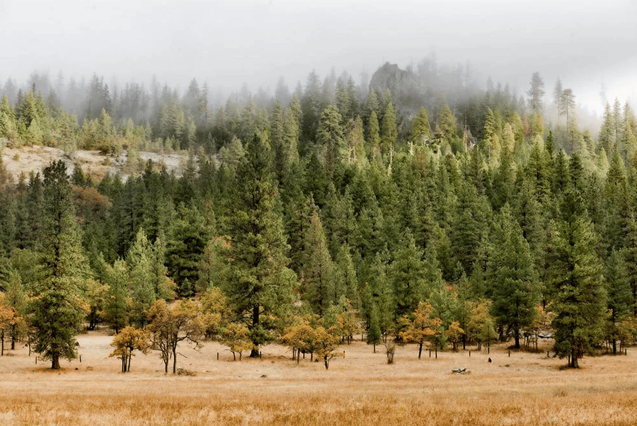 A lush green forest surrounds a dry grassy field on a foggy day.