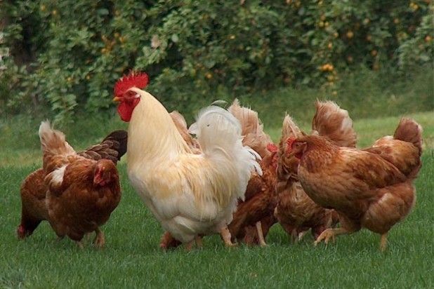 galline