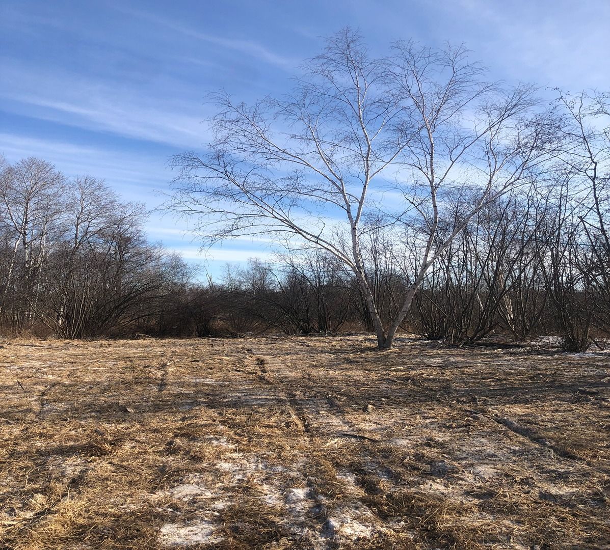 Leafy field with bare trees under a clear blue sky