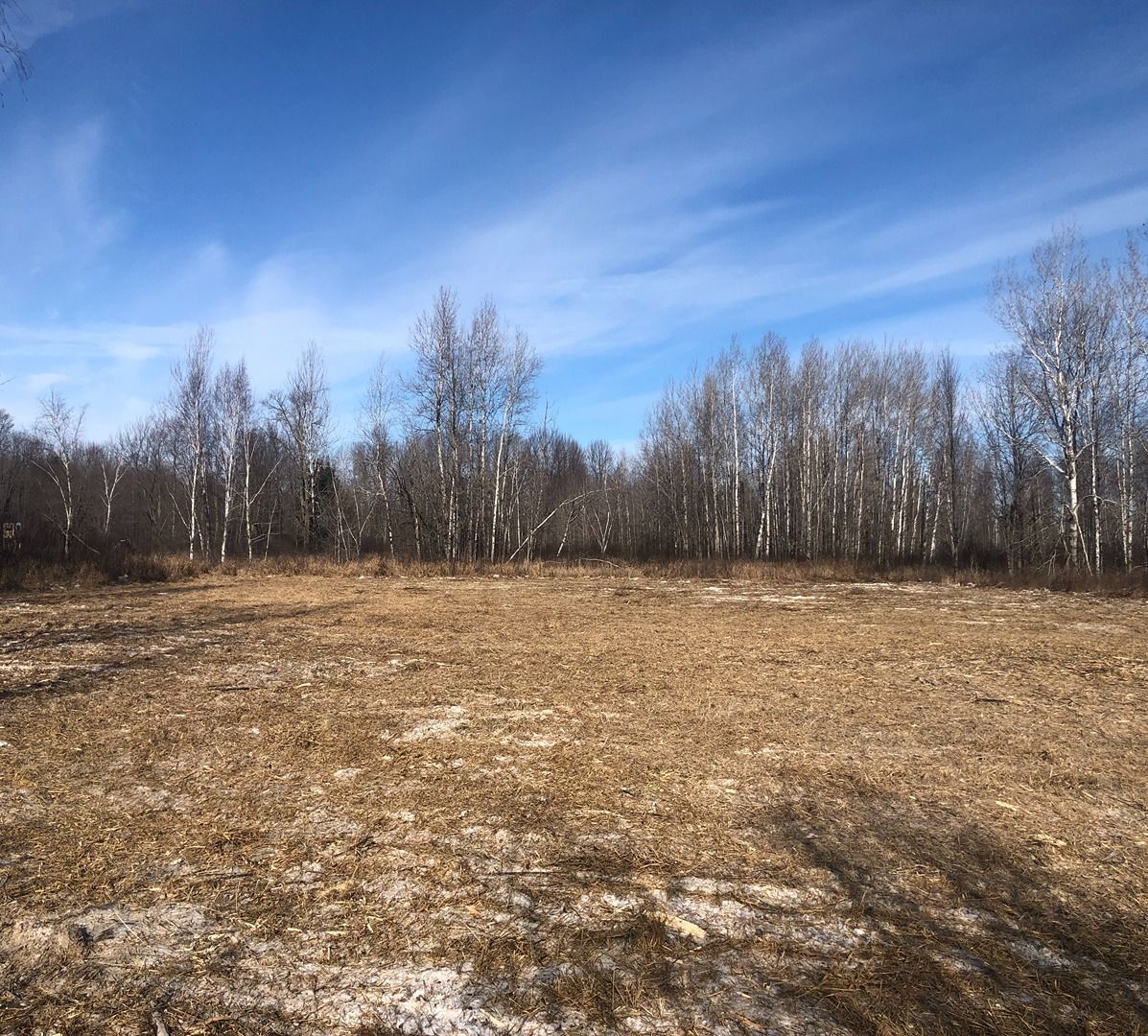Open field with dry grass and bare trees under a blue sky with wispy clouds