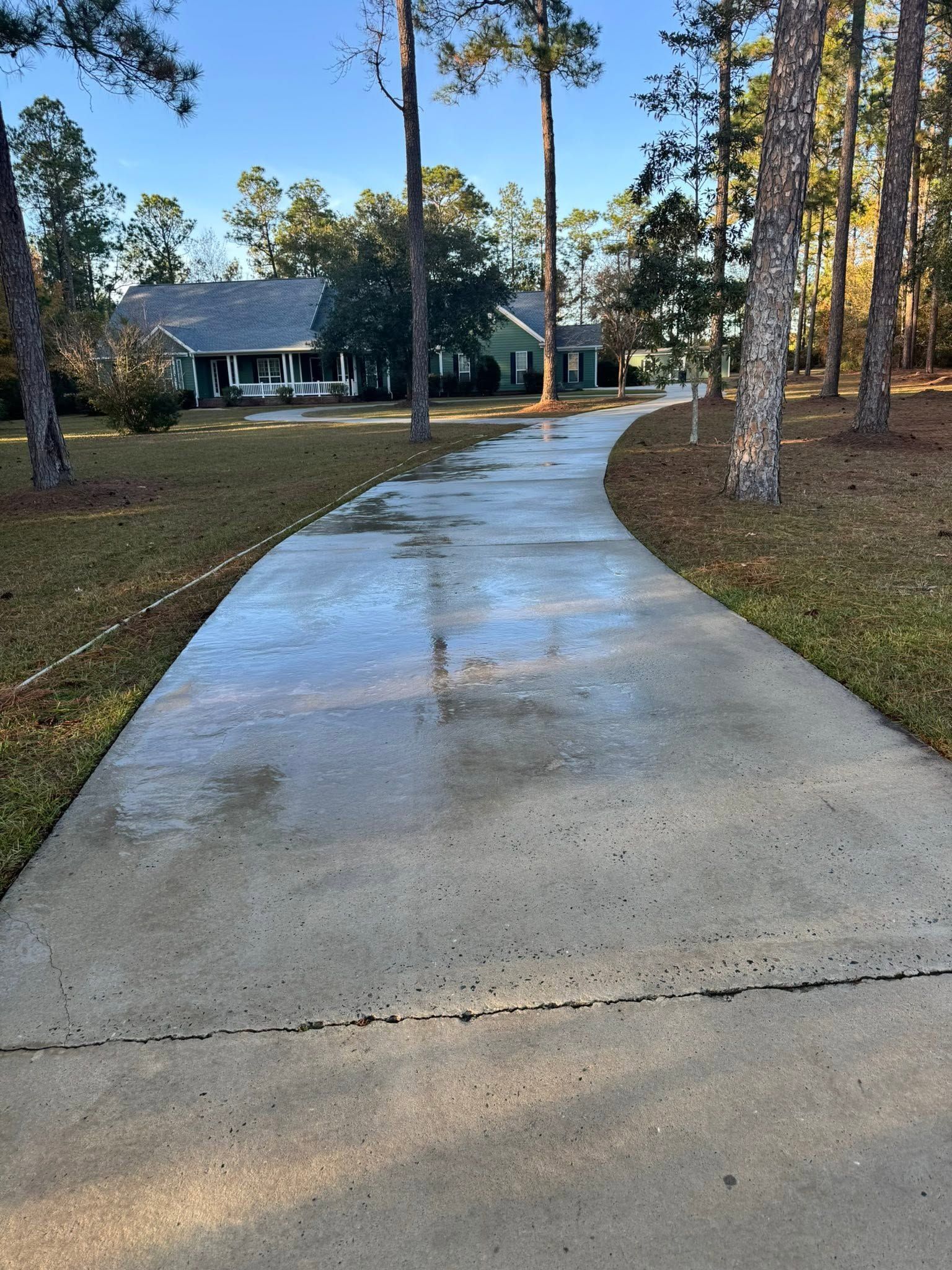 Curved concrete driveway leading to a house, lined with tall trees in a wooded yard.