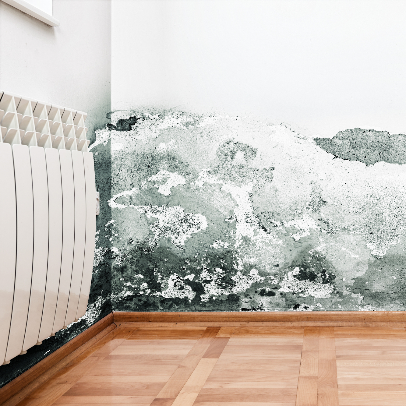Mold Remediation in Robertsdale, AL Mold Remediation in Robertsdale, AL