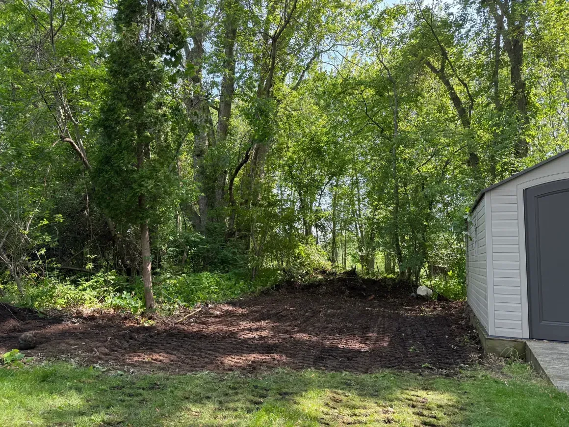 Wooded backyard beside a white shed, with leafy trees and a shaded dirt clearing.