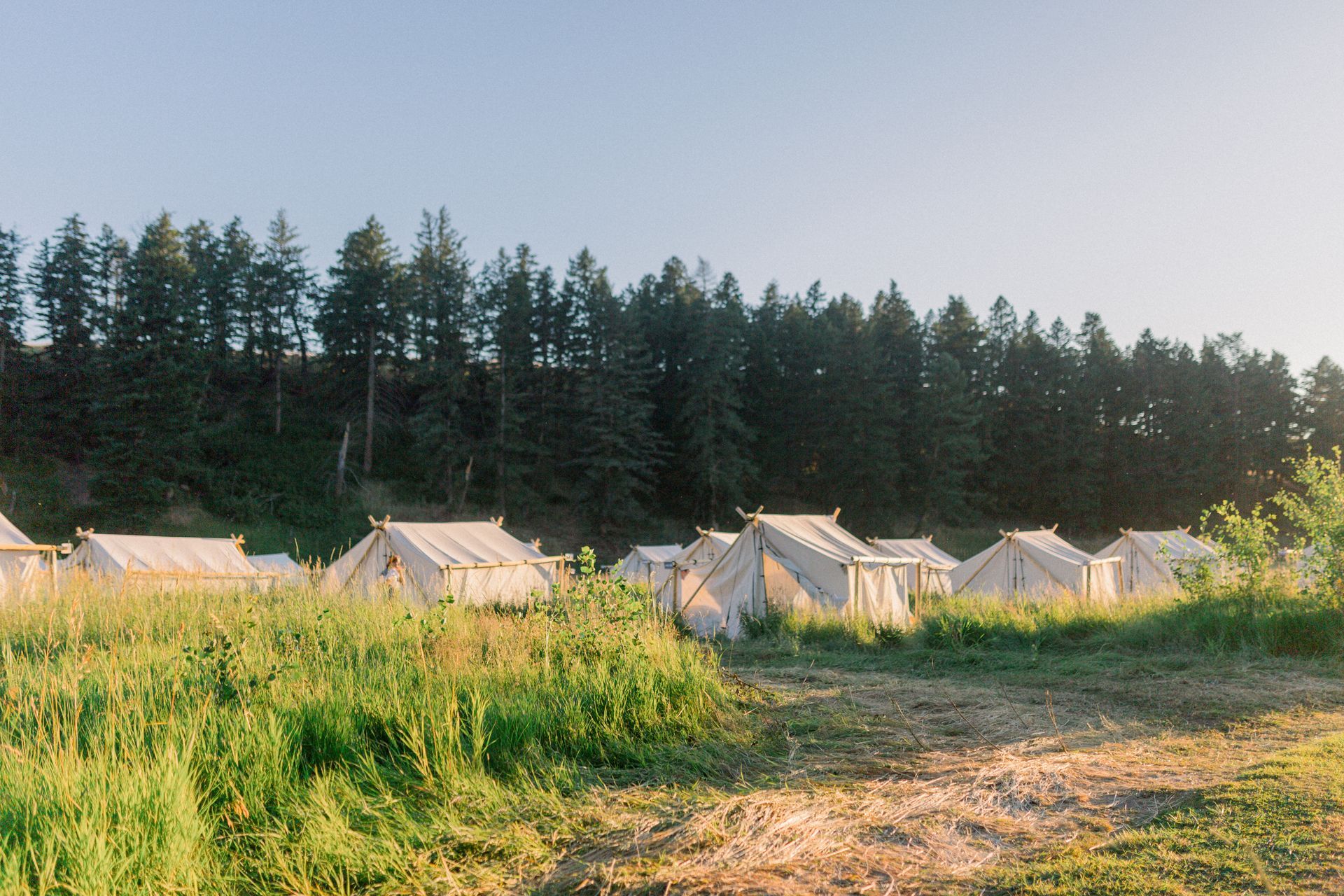Row of white tents in a grassy field beside a forest at sunrise