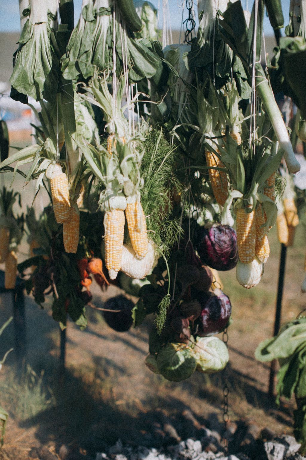 Corn ears and leafy stalks hanging to dry outdoors in sunlight