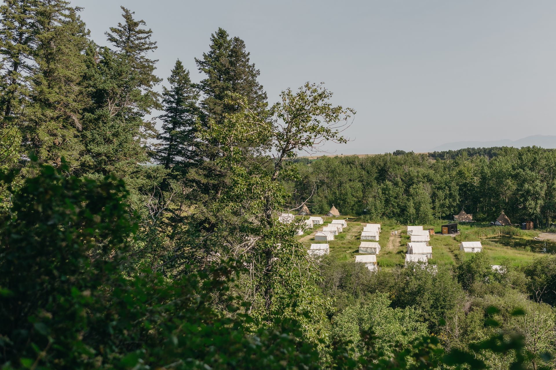 Rural landscape with tall trees and rows of white beehives on a hillside