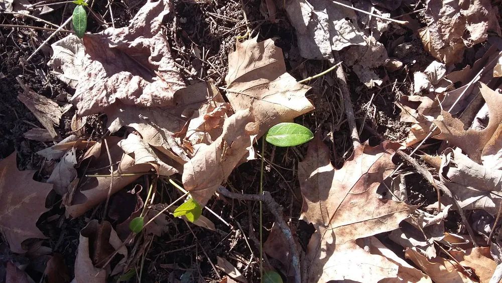 A small plant is growing out of a pile of leaves.